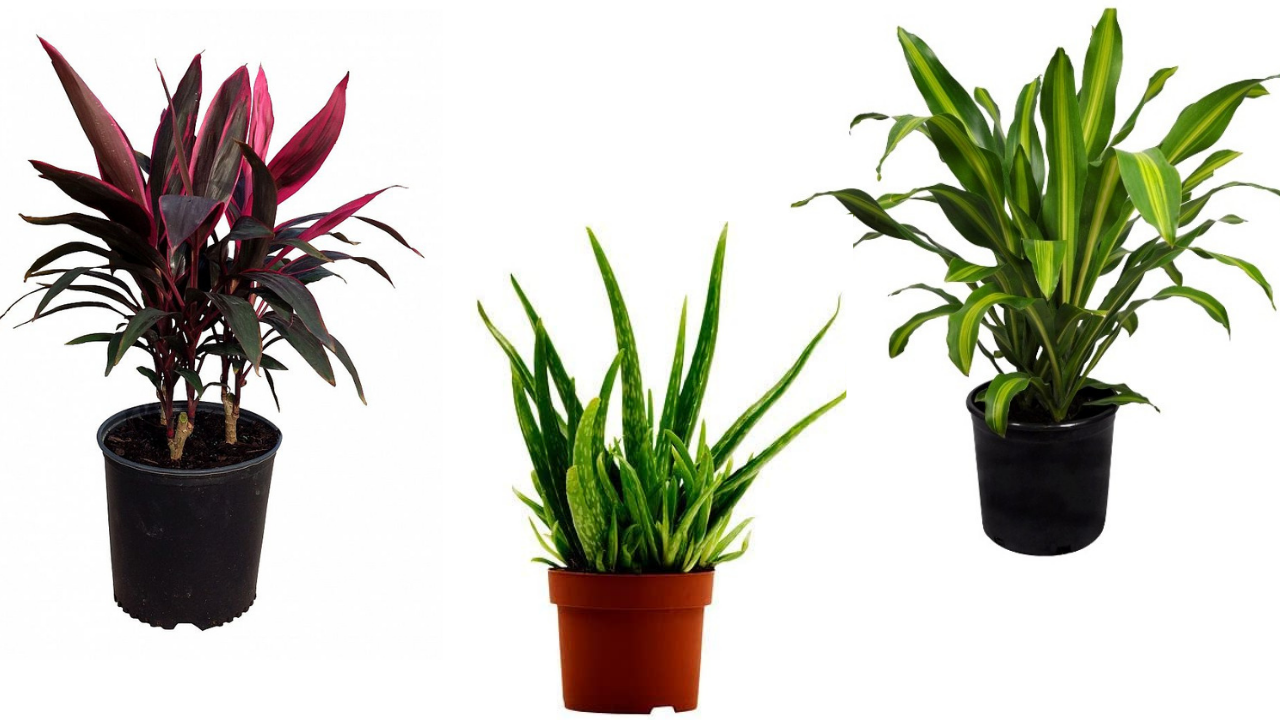 Beautiful Combo Set Of 3 Plants – Enisarg